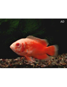 Astronotus Ocellatus Red Albino 4-6cm