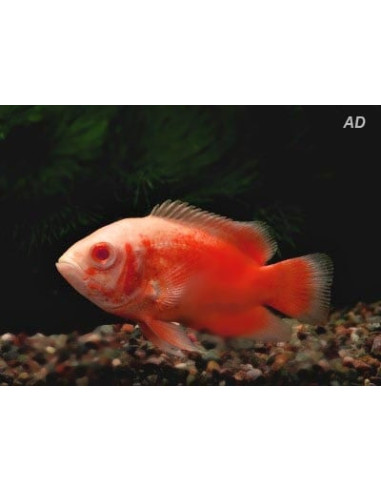Oscar Red Albino (Astronotus ocellatus Red Albino) 4-6cm