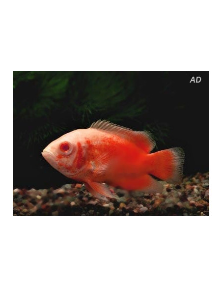 Oscar Red Albino (Astronotus ocellatus Red Albino) 4-6cm
