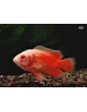 Oscar Red Albino (Astronotus ocellatus Red Albino) 4-6cm