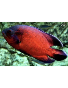 Astronotus Ocellatus Red 4-6cm