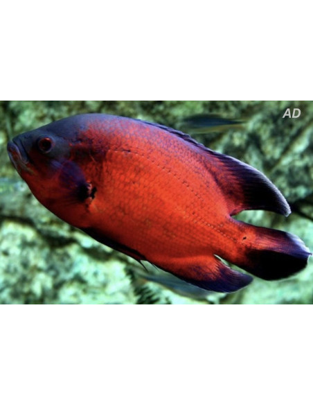 Oscar Red (Astronotus ocellatus Red) 4-6cm