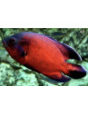 Oscar Red (Astronotus ocellatus Red) 4-6cm
