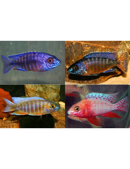 Aulonocara Mix (Aulonocara sp. Mix) 4-5cm