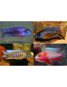 Aulonocara Mix (Aulonocara sp. Mix) 4-5cm