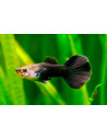 Guppy Black Tuxedo mâle (Poecilia reticulata Black Tuxedo) 3,5-4cm