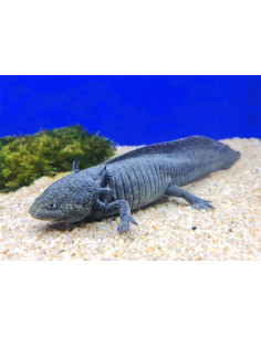 Axolotl Melanoid 9-11 Cm