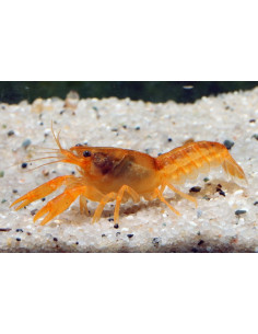 Écrevisse orange naines - Cambarellus Patzcuarensis (CPO) 2-2,5cm