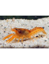 Cambrellus Patzcautremses 2,5-3cm