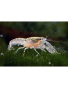 Écrevisse naine Cambarellus texanus (Cambarellus texanus) 1,2-2cm