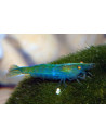 Crevette Babaulti Rainbow (Caridina babaulti "Rainbow") 1,2-1,5cm