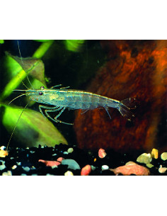 Caridina Japonica 1,2-1,5cm