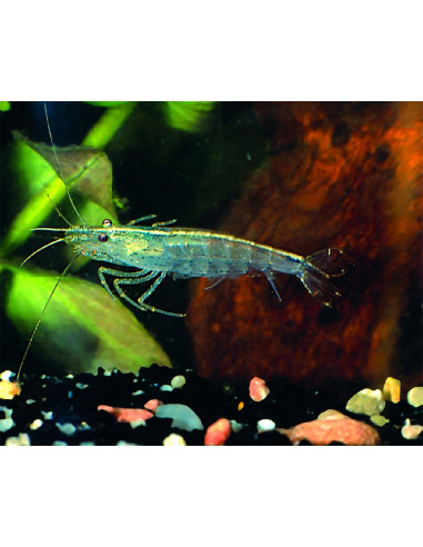Crevette Amano (Caridina japonica) 1,2-1,5cm