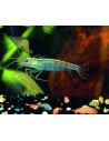 Caridina Japonica 2-2,5cm