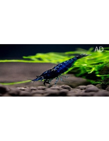 Crevette Blue Diamond (Caridina sp. "Blue Diamond") 1,2-1,5cm