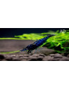Crevette Blue Diamond (Caridina sp. "Blue Diamond") 1,2-1,5cm