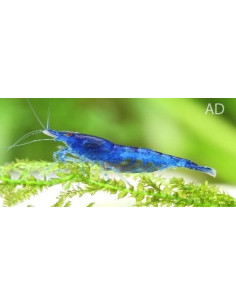Neocaridina Heteropoda Blue Dream 1-1,5cm