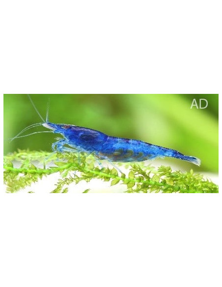 Neocaridina Heteropoda Blue Dream 1-1,5cm