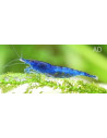 Neocaridina Heteropoda Blue Dream 1-1,5cm