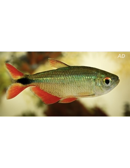 Hemigrammus caudovittatus (Hemigrammus caudovittatus) 2-2,5cm