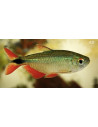 Hemigrammus caudovittatus (Hemigrammus caudovittatus) 2,5-3cm