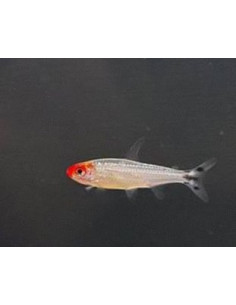 Tétra nez rouge platinium (Hemigrammus bleheri Platinum) 2,7-3,2cm