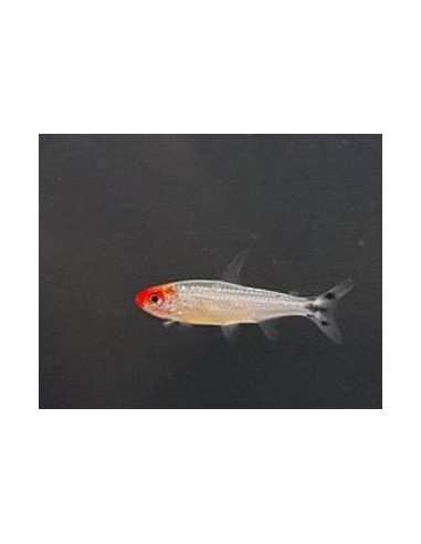 Tétra nez rouge platinium (Hemigrammus bleheri Platinum) 2,7-3,2cm