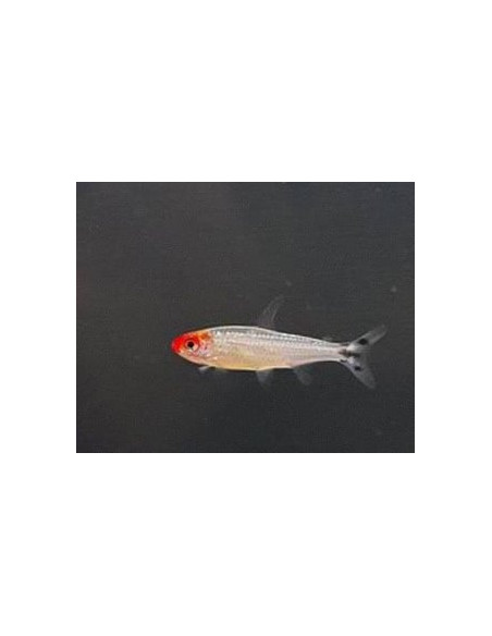 Tétra nez rouge platinium (Hemigrammus bleheri Platinum) 2,7-3,2cm
