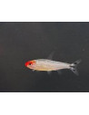 Tétra nez rouge platinium (Hemigrammus bleheri Platinum) 2,7-3,2cm
