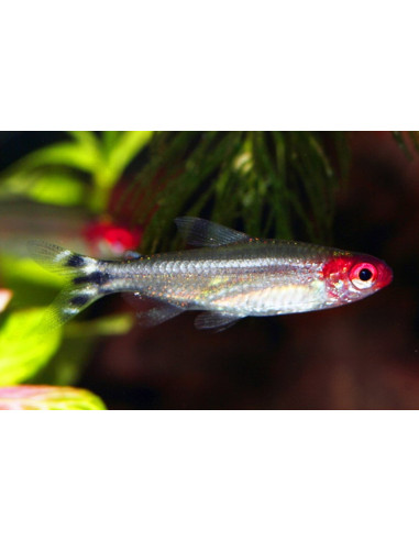 Tétra nez rouge (Hemigrammus bleheri) 2,2-2,7cm