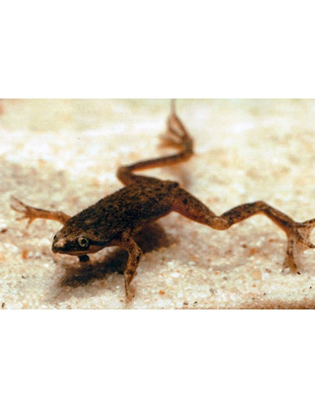 Hymenochirus Boettgeri 1,8-2,3cm