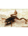 Hymenochirus Boettgeri 1,8-2,3cm