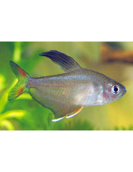 Tétra rosaceus (Hyphessobrycon rosaceus) 1,5-2cm