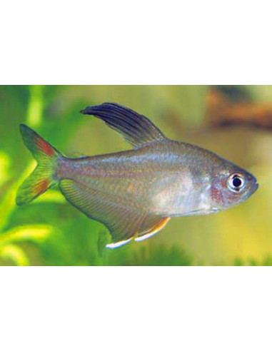 Tétra rosaceus (Hyphessobrycon rosaceus) 2-2,5cm