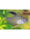 Tétra rosaceus (Hyphessobrycon rosaceus) 2-2,5cm