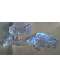 Aulonocara Nyassae Blue 5-6cm