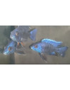 Aulonocara bleu (Aulonocara nyassae Blue) 5-6cm