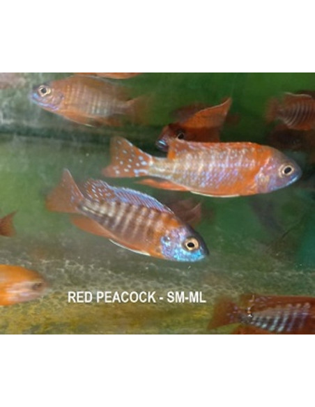 Aulonocara rouge (Aulonocara nyassae Red) 5-6cm