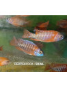 Aulonocara rouge (Aulonocara nyassae Red) 5-6cm