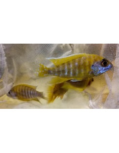 Aulonocara Nyassae Yellow 5-6cm