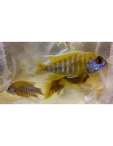 Aulonocara jaune (Aulonocara nyassae Yellow) 5-6cm