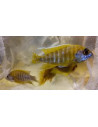 Aulonocara jaune (Aulonocara nyassae Yellow) 5-6cm