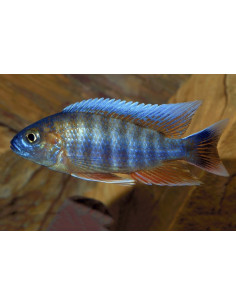 Aulonocara Jacobfreibergi 5-6cm