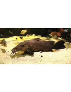 Auchenoglanis occidentalis (Auchenoglanis occidentalis) 6-8cm Wild