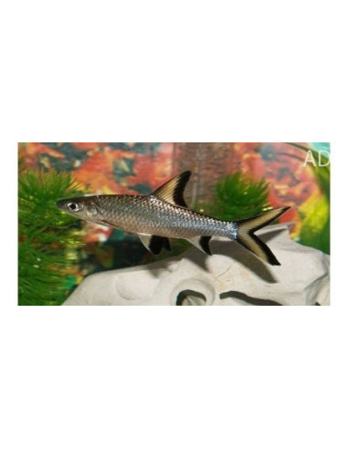 Requin argenté Balantiocheilus (Balantiocheilus melanopterus) 5-6cm