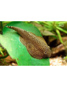 Beaufortia leveretti (Beaufortia leveretti) 2-3cm Wild