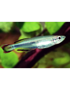 Bedotia Geayi 3,5-4cm