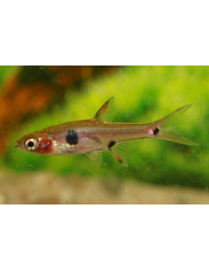 Boraras naevus Strawberry (Boraras naevus) 1,5-2cm Wild