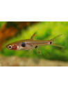 Boraras naevus Strawberry (Boraras naevus) 1,5-2cm Wild