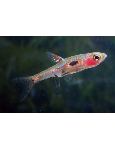 Boraras maculatus (Boraras maculatus) 1-1,5cm Wild